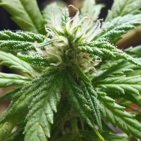 Mosca Haze growlog timeline photo