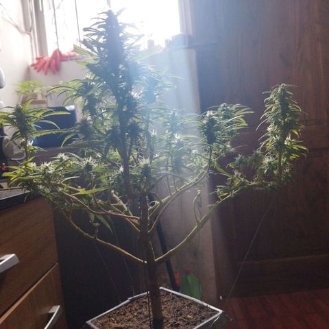 Mosca Haze growlog timeline photo