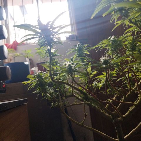 Mosca Haze growlog timeline photo