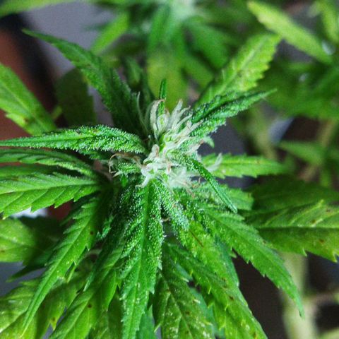 Mosca Haze growlog timeline photo