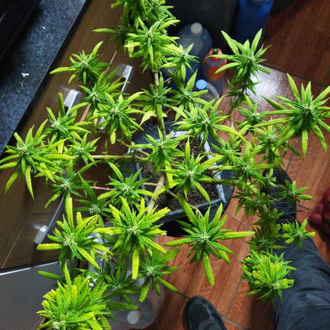 Mosca Haze growlog timeline photo