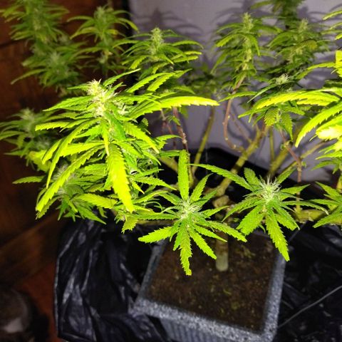 Mosca Haze growlog timeline photo