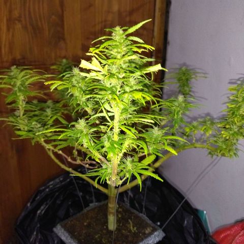Mosca Haze growlog timeline photo