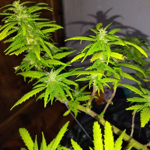Mosca Haze growlog timeline photo