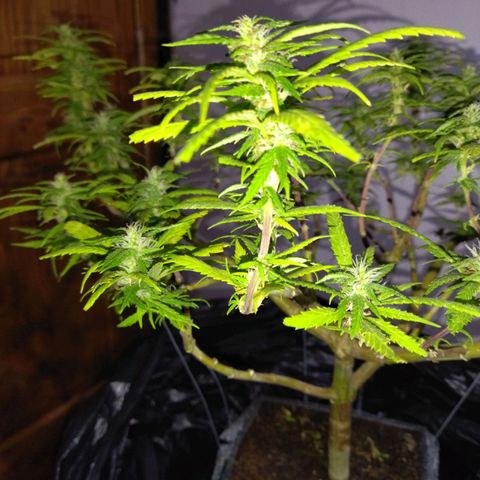 Mosca Haze growlog timeline photo