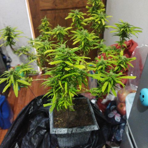 Mosca Haze growlog timeline photo