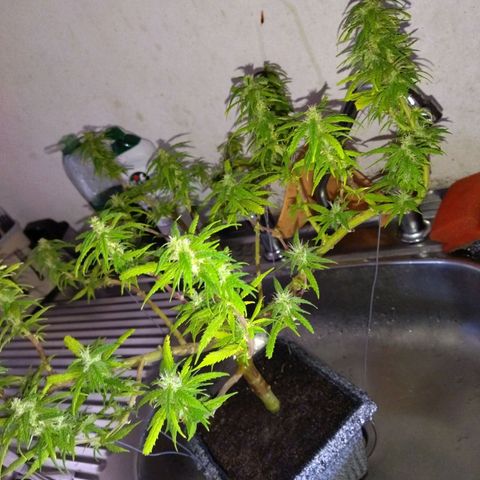 Mosca Haze growlog timeline photo