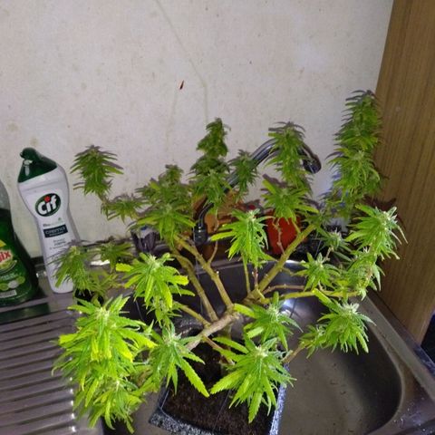 Mosca Haze growlog timeline photo