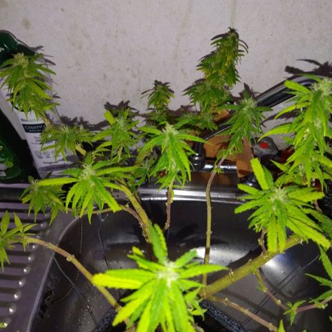 Mosca Haze growlog timeline photo