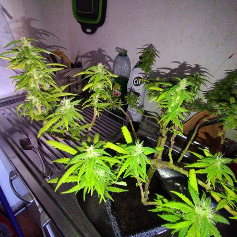 Mosca Haze growlog timeline photo