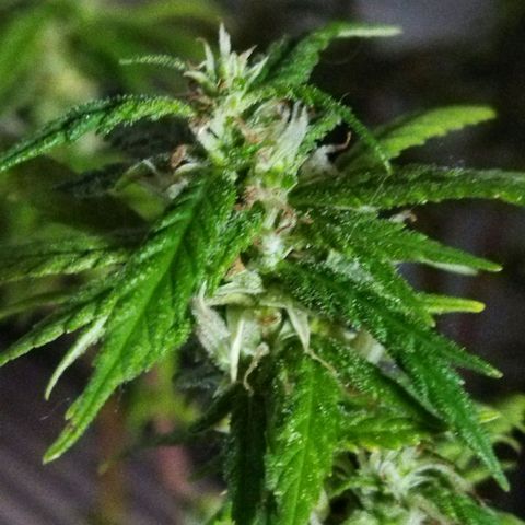 Mosca Haze growlog timeline photo