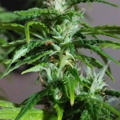 Mosca Haze growlog timeline photo