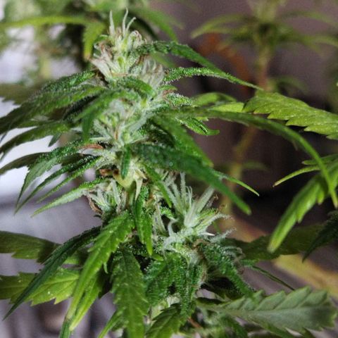 Mosca Haze growlog timeline photo