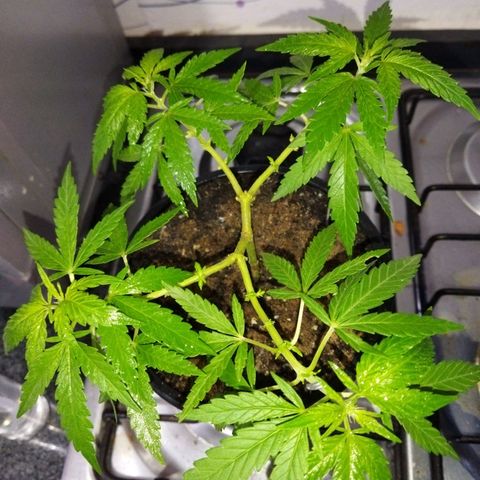 Monster Yeti  growlog timeline photo