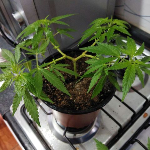 Monster Yeti  growlog timeline photo