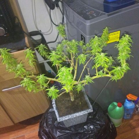 Mosca Haze growlog timeline photo