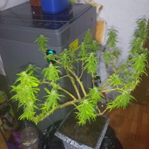 Mosca Haze growlog timeline photo