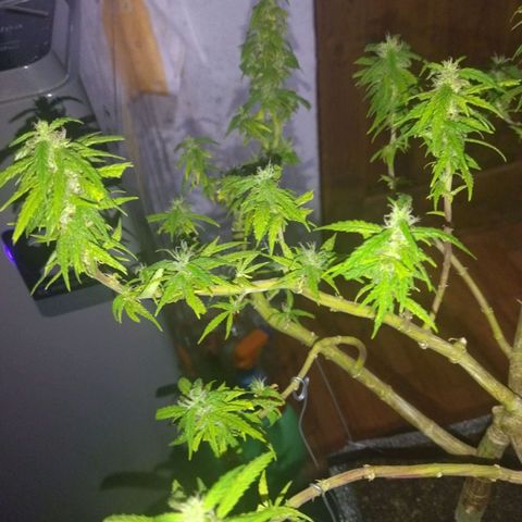 Mosca Haze growlog timeline photo