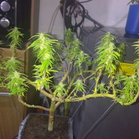 Mosca Haze growlog timeline photo