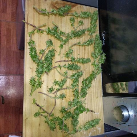 Mosca Haze growlog timeline photo