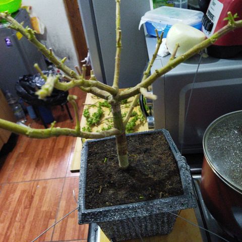 Mosca Haze growlog timeline photo