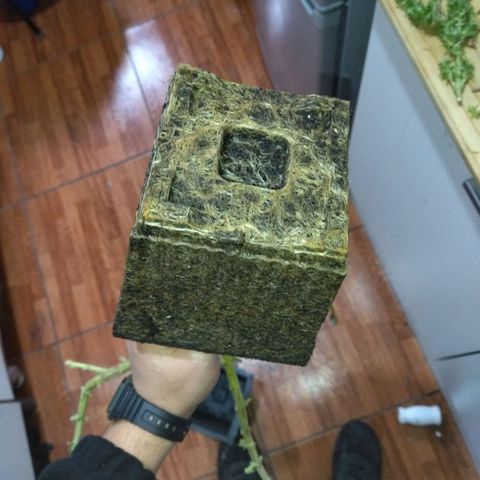 Mosca Haze growlog timeline photo