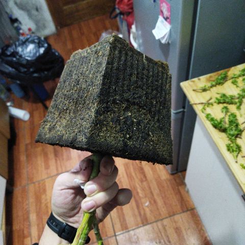 Mosca Haze growlog timeline photo