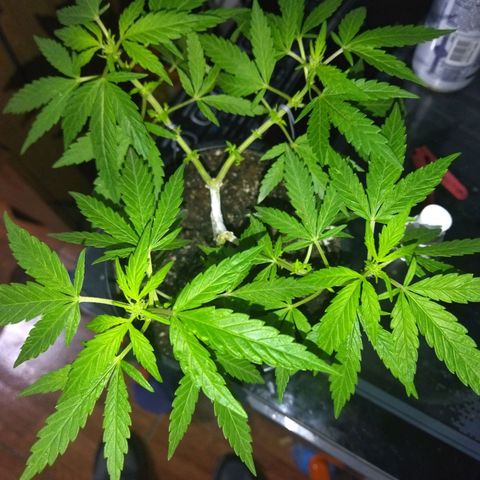 Monster Yeti  growlog timeline photo