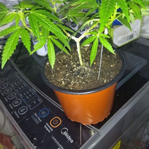Monster Yeti  growlog timeline photo