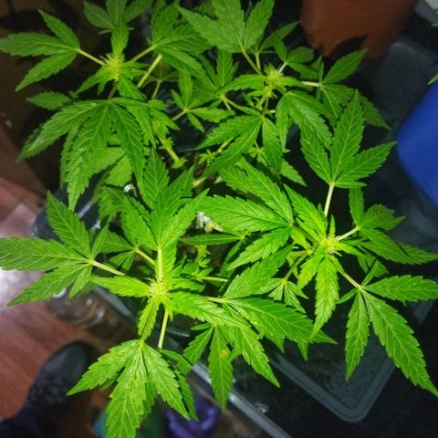Monster Yeti  growlog timeline photo