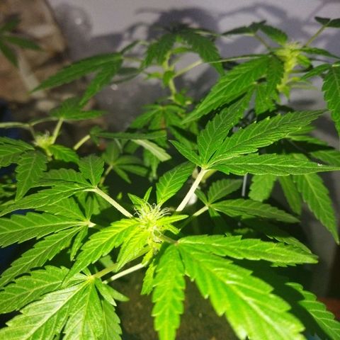 Monster Yeti  growlog timeline photo