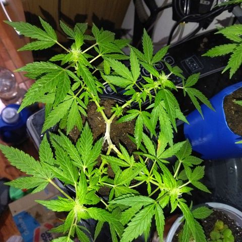 Monster Yeti  growlog timeline photo