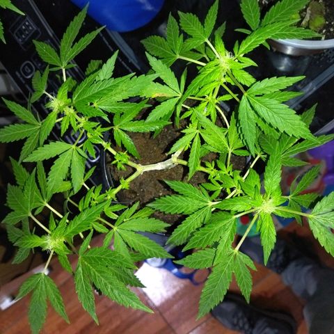 Monster Yeti  growlog timeline photo