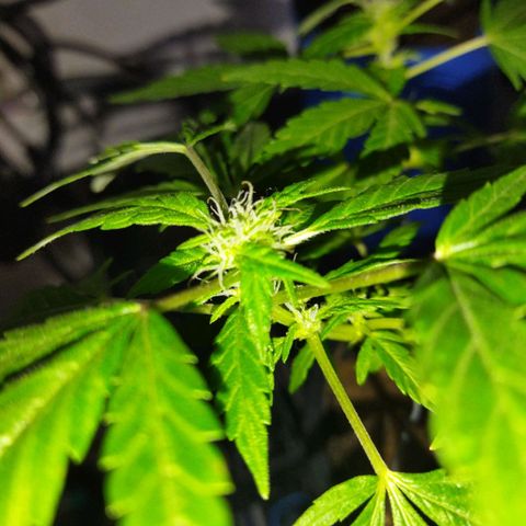 Monster Yeti  growlog timeline photo