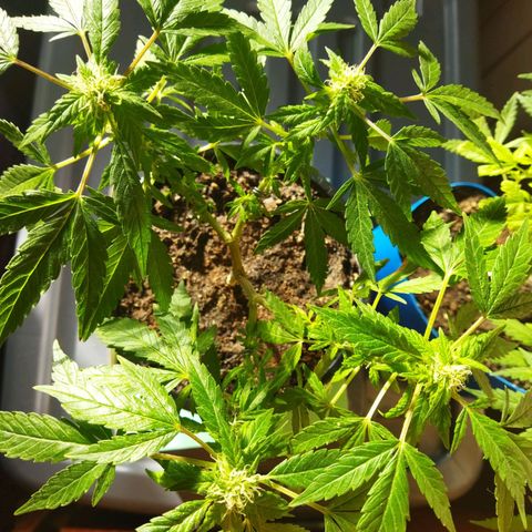 Monster Yeti  growlog timeline photo