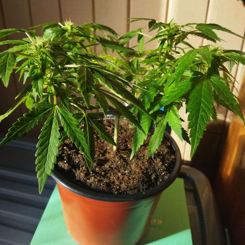Monster Yeti  growlog timeline photo