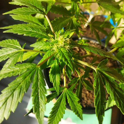 Monster Yeti  growlog timeline photo