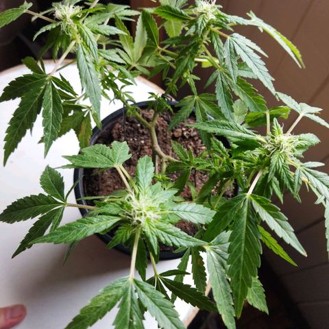 Monster Yeti  growlog timeline photo