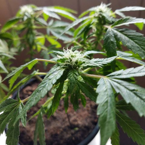 Monster Yeti  growlog timeline photo