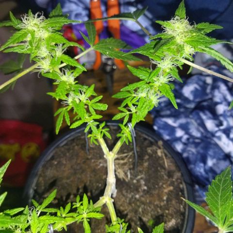 Monster Yeti  growlog timeline photo
