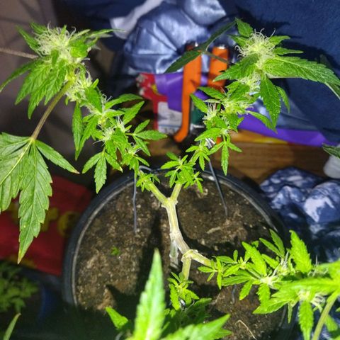 Monster Yeti  growlog timeline photo