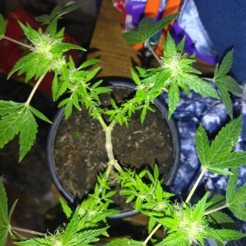 Monster Yeti  growlog timeline photo