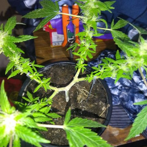 Monster Yeti  growlog timeline photo