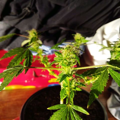 Monster Yeti  growlog timeline photo
