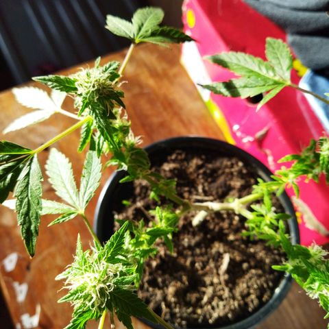 Monster Yeti  growlog timeline photo