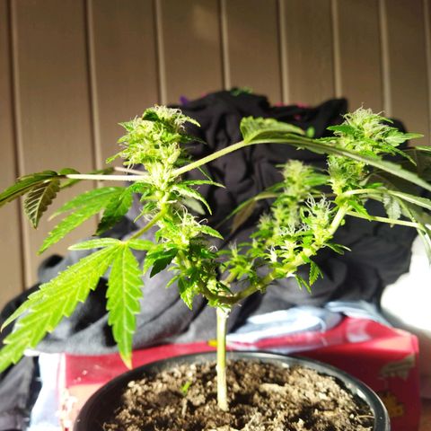 Monster Yeti  growlog timeline photo