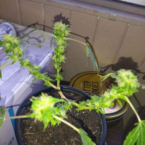 Monster Yeti  growlog timeline photo