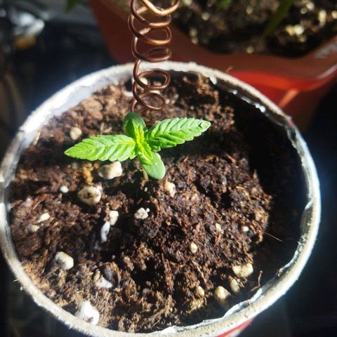 Magnum Kryzpo growlog timeline photo