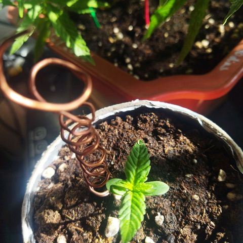 Magnum Kryzpo growlog timeline photo
