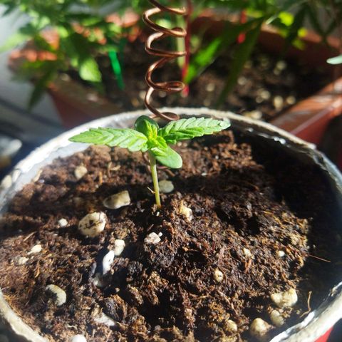 Magnum Kryzpo growlog timeline photo